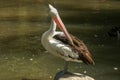 Beautiful white pelican cleans feathers in a park, Australia, Adelaide. The large water bird have a rest in a sunny summer day Royalty Free Stock Photo