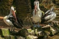 Beautiful white pelican cleans feathers in a park, Australia, Adelaide. The large water bird have a rest in a sunny summer day Royalty Free Stock Photo