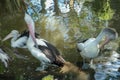 Beautiful white pelican cleans feathers in a park, Australia, Adelaide. The large water bird have a rest in a sunny summer day Royalty Free Stock Photo