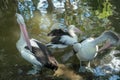 Beautiful white pelican cleans feathers in a park, Australia, Adelaide. The large water bird have a rest in a sunny summer day Royalty Free Stock Photo