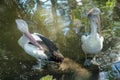 Beautiful white pelican cleans feathers in a park, Australia, Adelaide. The large water bird have a rest in a sunny summer day Royalty Free Stock Photo