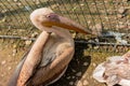 Beautiful white pelican in the open-air cage