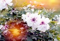 Beautiful white peony. Exotic white tree peony. Peony bushes. Sun rays. Summer concept background. Flares, bokeh effects Royalty Free Stock Photo