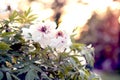 Beautiful white peony. Exotic white tree peony. Peony bushes. Sun rays. Summer concept background. Flares, bokeh effects Royalty Free Stock Photo