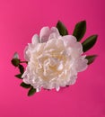 Beautiful white Peony. Floral spring seasonal wallpaper. Close up photography softfocused peony. Royalty Free Stock Photo