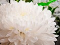 Beautiful white peony flower background. Beautiful flowers, peonies. Floral background, closeup photo of peonies Royalty Free Stock Photo