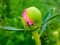 Beautiful white peony flower background. Beautiful flowers, peonies. Floral background, closeup photo of peonies Royalty Free Stock Photo