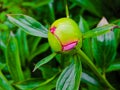 Beautiful white peony flower background. Beautiful flowers, peonies. Floral background, closeup photo of peonies Royalty Free Stock Photo