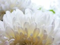 Beautiful white peony flower background. Beautiful flowers, peonies. Floral background, closeup photo of peonies