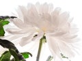 Beautiful white peony flower background. Beautiful flowers, peonies. Floral background, closeup photo of peonies Royalty Free Stock Photo