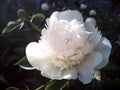 Beautiful white peony flower among green leaves Royalty Free Stock Photo