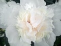 Beautiful white peony flower among green leaves Royalty Free Stock Photo