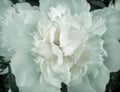 Beautiful white peony flower among green leaves Royalty Free Stock Photo