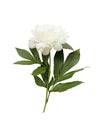 Beautiful white peony flower