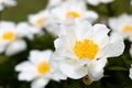 Beautiful white peony flower in summer Royalty Free Stock Photo