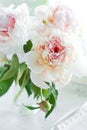 Beautiful white peony flowers