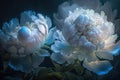 Beautiful white peony flowers with a blue hue on a dark background Royalty Free Stock Photo