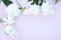 Beautiful white peony flowers bouquet on pastel table top. Flat lay style Royalty Free Stock Photo