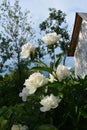 Beautiful white peony flowers in the garden. Blooming plant on the background of house in the beginning of summer