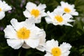 Beautiful and white peony flower in summer garden Royalty Free Stock Photo