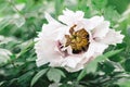 Beautiful white peony in a spring garden. Dark green background