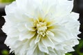 Beautiful white Perfection dahlia Cotton candy flower blossoming in summer garden Royalty Free Stock Photo