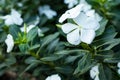 Beautiful white periwinkle flowers in the garden