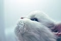 Beautiful White Persian Cat with Blue Eyes Royalty Free Stock Photo