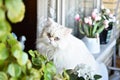 White persian domestic cat amog flowers