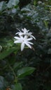 Beautiful White Jasmine Flowers and Green Leaves in Forset Royalty Free Stock Photo