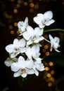 Beautiful white Phalaenopsis or Moth dendrobium Orchid flower in winter in home on black golden bokeh background. Floral nature Royalty Free Stock Photo