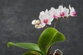 Beautiful white Phalaenopsis orchid flower. Luxury Orchidea Royalty Free Stock Photo