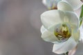 Beautiful white phalaenopsis orchid flower. Phalaenopsis, or Moth Orchid or Phal. Macro of one flower against light on the brown g Royalty Free Stock Photo