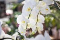 Beautiful white Phalaenopsis orchid flowers with colourful natural background Royalty Free Stock Photo