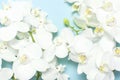 Beautiful White Phalaenopsis orchid flowers on pastel blue background top view flat lay. Tropical flower, branch of orchid close Royalty Free Stock Photo