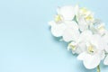 Beautiful White Phalaenopsis orchid flowers on pastel blue background top view flat lay. Tropical flower, branch of orchid close Royalty Free Stock Photo