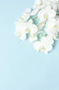 Beautiful White Phalaenopsis orchid flowers on pastel blue background top view flat lay. Tropical flower, branch of orchid close Royalty Free Stock Photo