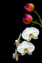 Classic white phalaenopsis orchids and a pair of oriental pink lotus buds against dark background Royalty Free Stock Photo