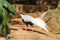 A beautiful white pheasant walks on the ground. Black head and fluffy tail. A bird goes behind a stone to another pheasant. Green Royalty Free Stock Photo