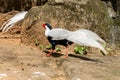 A beautiful white pheasant walks on the ground. Black head and fluffy tail. A bird goes behind a stone to another pheasant. Royalty Free Stock Photo