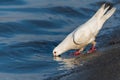 A Beautiful White Pigeon at the Lake