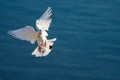 Beautiful White Pigeon Landing by the Lake at Dusk Royalty Free Stock Photo