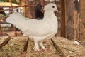 Beautiful White Pigeon Queen With Black king Royalty Free Stock Photo