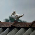A beautiful white pigeon is sitting on a wooden dovecot