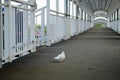 A beautiful white pigeon walks on asphalt on a pedestrian bridge Royalty Free Stock Photo