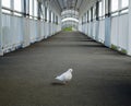 A beautiful white pigeon walks on asphalt on a pedestrian bridge Royalty Free Stock Photo