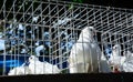 Beautiful White Pigeons Cage Doves Wedding Royalty Free Stock Photo