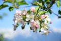 Beautiful white and pink apple blossoms in the morning sun, isolated and exposed to blue skies with clouds and snowy mountains in Royalty Free Stock Photo