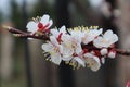 Beautiful white and pink apricot flowers on a branch on a dark background bloom in spring, a positive spring flower landscape