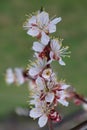 Beautiful white and pink apricot flowers on a branch on a green background bloom in spring, positive spring flower landscape, flow